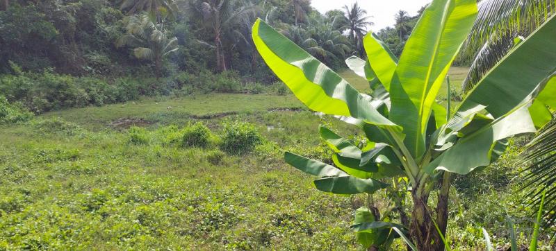 Agricultural Lot for sale in Tabogon - image 6