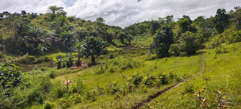 Agricultural Lot for sale in Buenavista - image 10