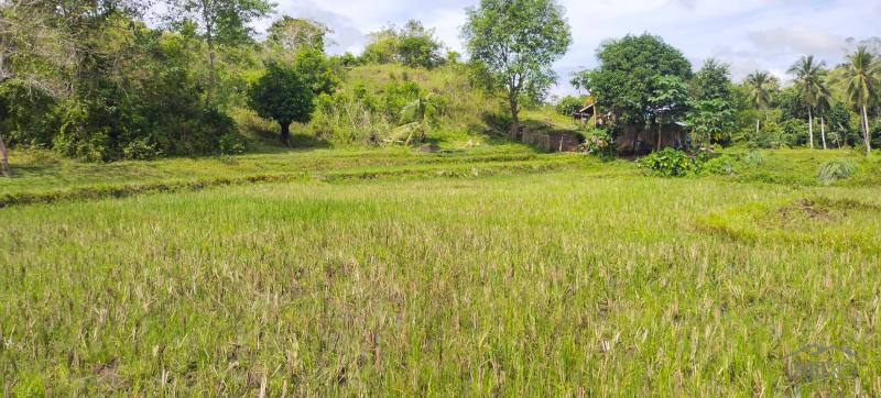 Agricultural Lot for sale in Buenavista - image 12