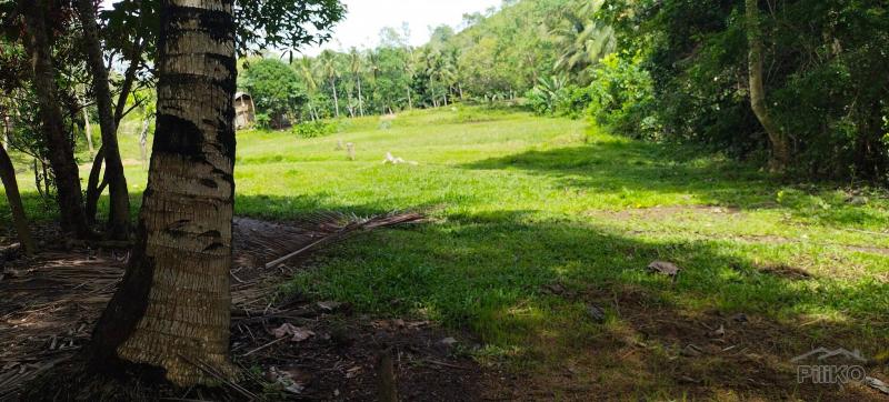 Agricultural Lot for sale in Buenavista - image 15