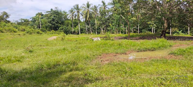 Agricultural Lot for sale in Buenavista - image 16