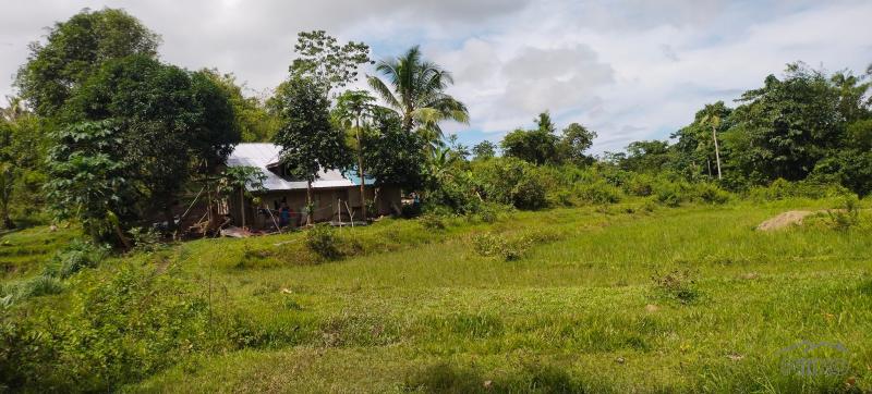 Agricultural Lot for sale in Buenavista - image 17