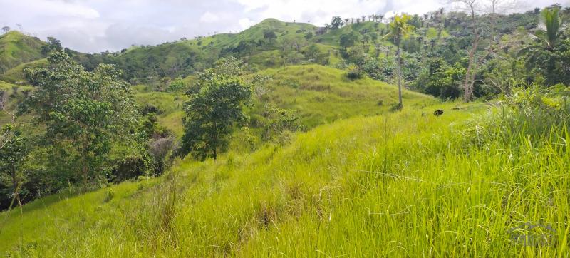 Agricultural Lot for sale in Buenavista - image 3
