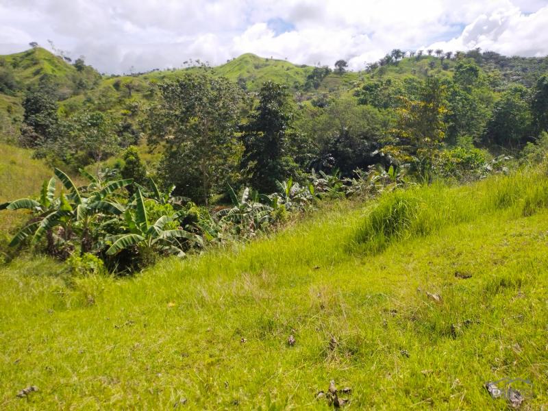 Agricultural Lot for sale in Buenavista - image 7