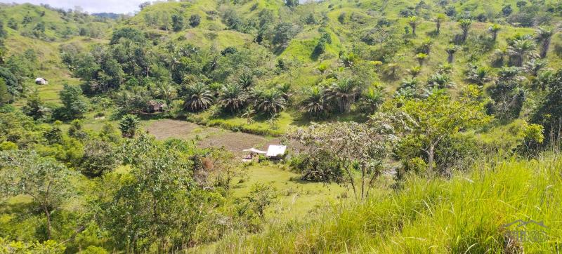 Agricultural Lot for sale in Buenavista - image 9