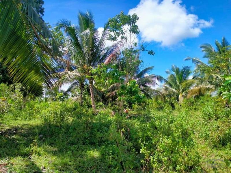Agricultural Lot for sale in Trinidad - image 10