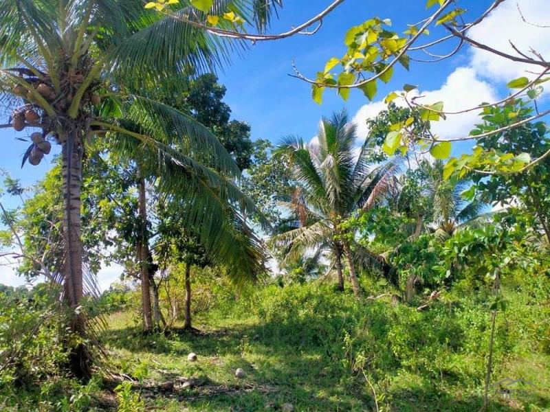 Agricultural Lot for sale in Trinidad - image 4