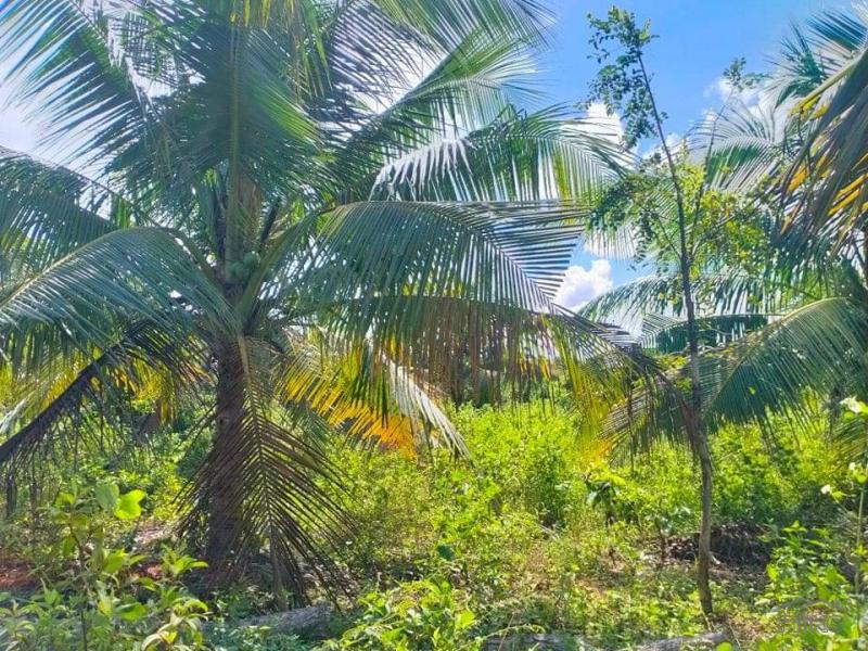 Picture of Agricultural Lot for sale in Trinidad in Bohol