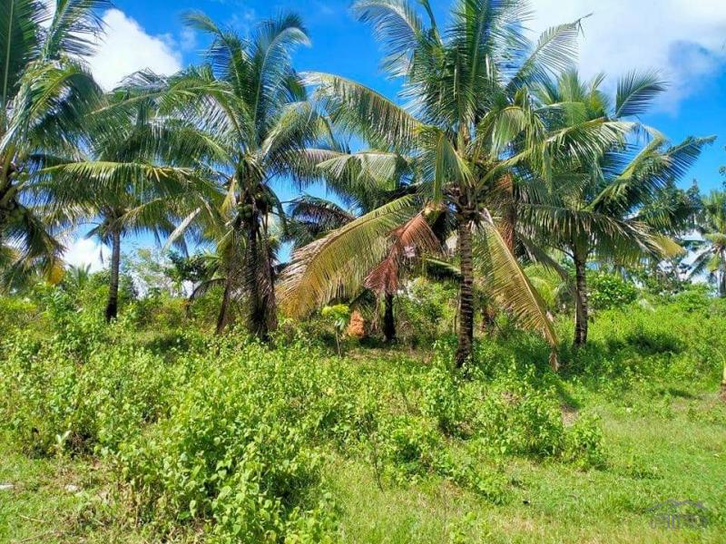 Agricultural Lot for sale in Trinidad in Philippines - image