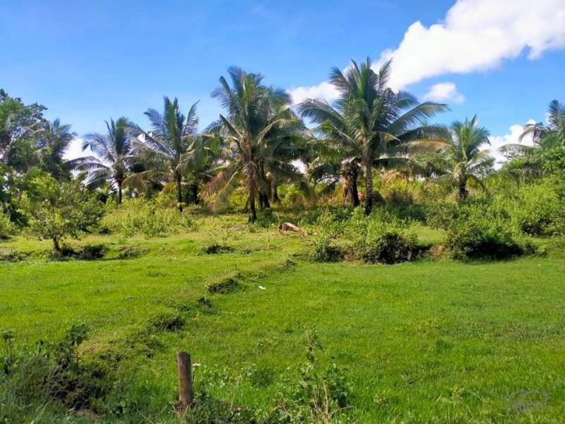 Agricultural Lot for sale in Trinidad - image 9