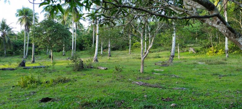 Agricultural Lot for sale in Danao - image 10