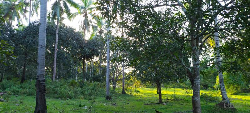 Picture of Agricultural Lot for sale in Danao in Bohol