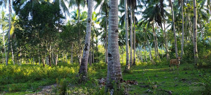 Agricultural Lot for sale in Danao in Bohol - image