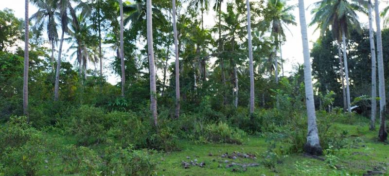 Agricultural Lot for sale in Danao in Philippines - image