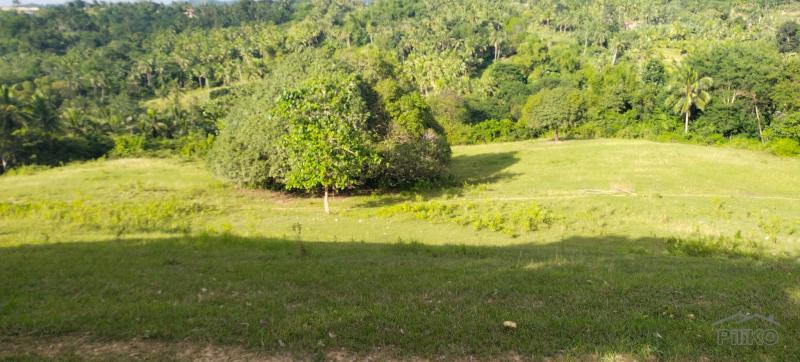 Agricultural Lot for sale in Aloguinsan - image 2