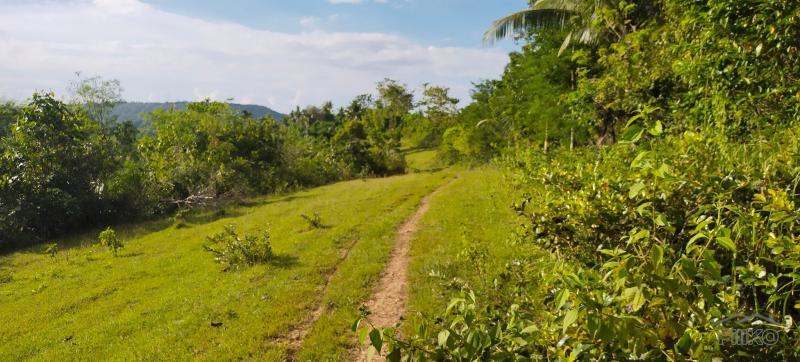 Agricultural Lot for sale in Aloguinsan - image 4