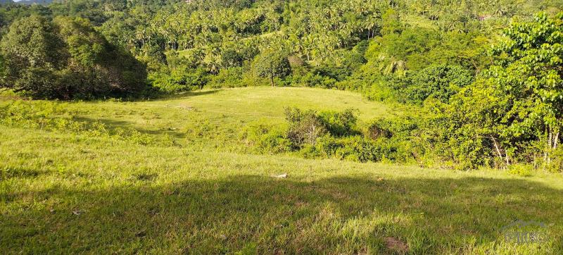 Agricultural Lot for sale in Aloguinsan - image 8