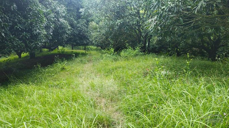 Agricultural Lot for sale in Danao - image 3