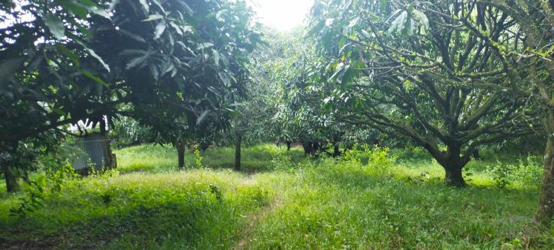 Agricultural Lot for sale in Danao in Philippines