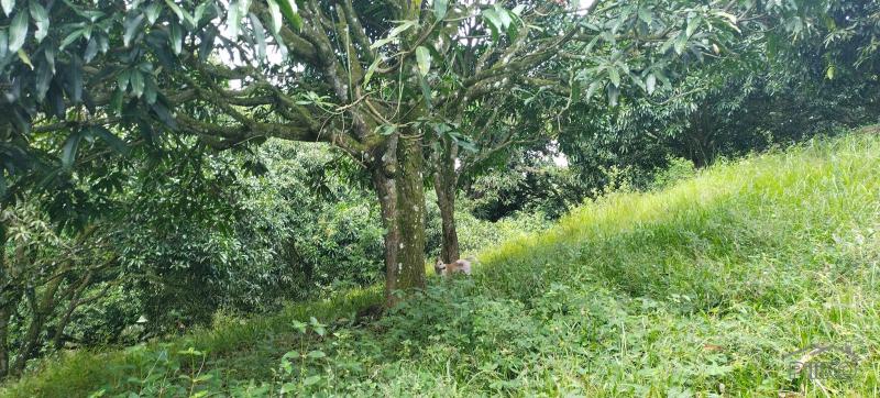 Agricultural Lot for sale in Danao - image 5