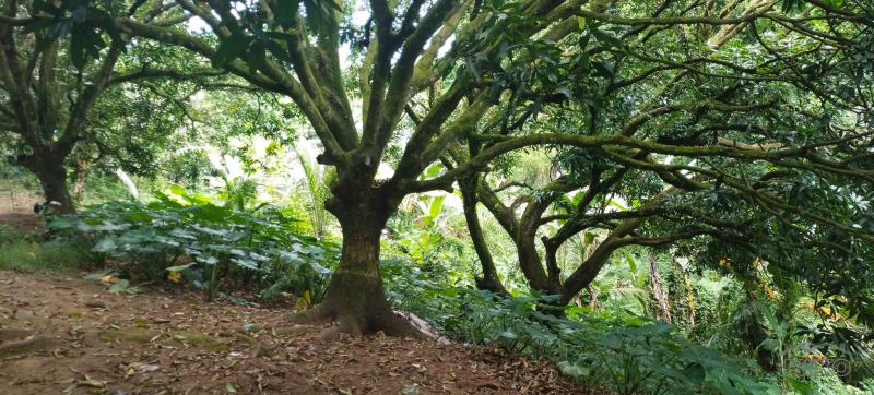Agricultural Lot for sale in Danao in Cebu - image