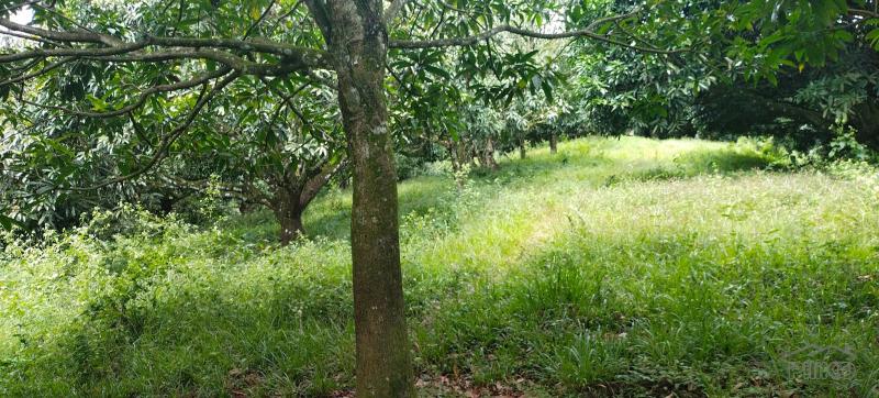Agricultural Lot for sale in Danao in Philippines - image