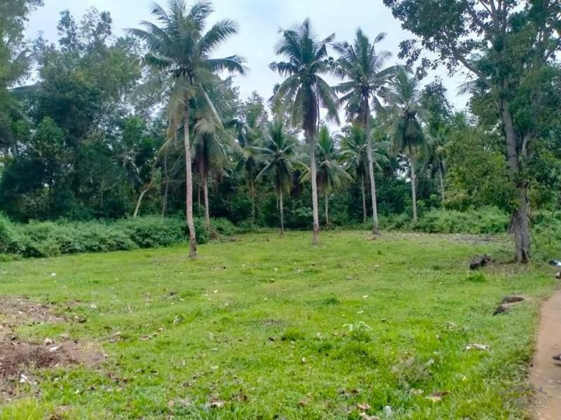 Agricultural Lot for sale in Trinidad in Bohol