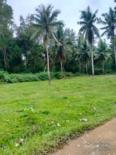 Agricultural Lot for sale in Trinidad - image 4