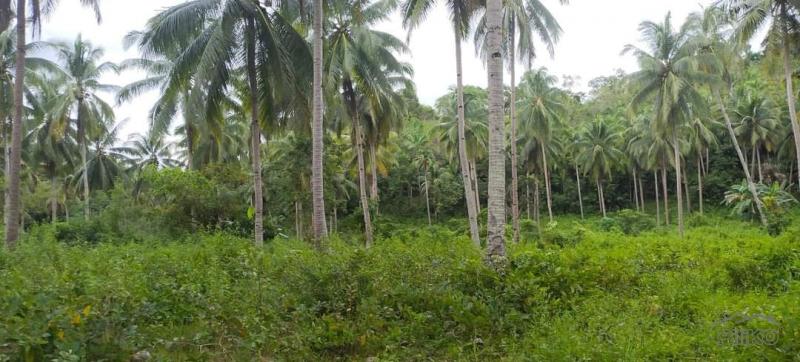 Agricultural Lot for sale in Clarin - image 2