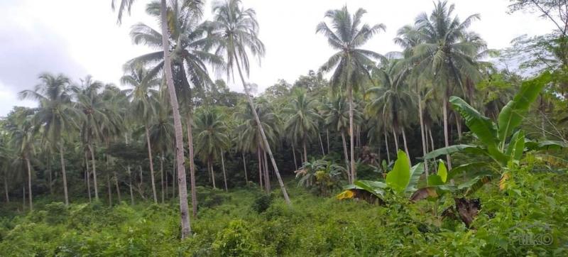 Agricultural Lot for sale in Clarin in Philippines