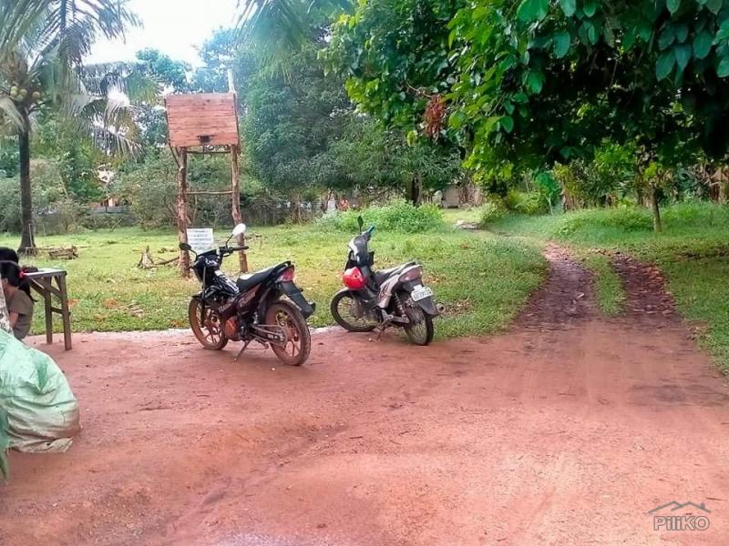 Agricultural Lot for sale in Talibon - image 2