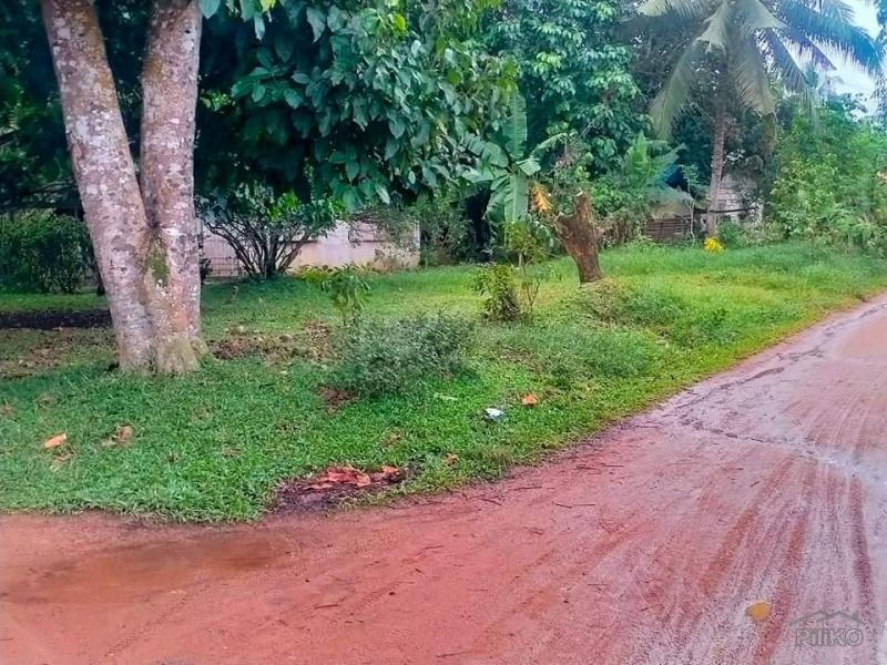 Agricultural Lot for sale in Talibon - image 3