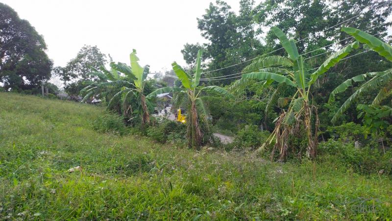 Agricultural Lot for sale in Cebu City - image 3