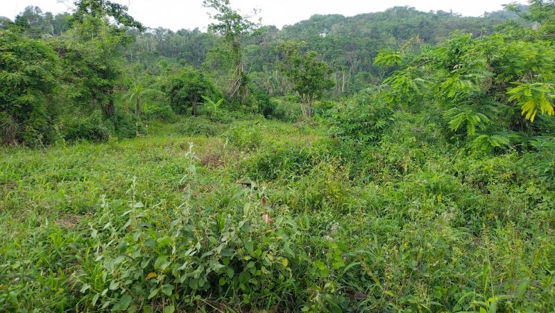 Picture of Agricultural Lot for sale in Cebu City in Cebu