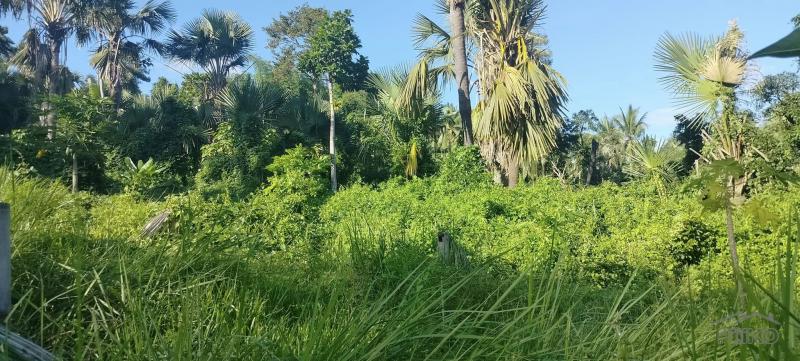 Agricultural Lot for sale in Cebu City