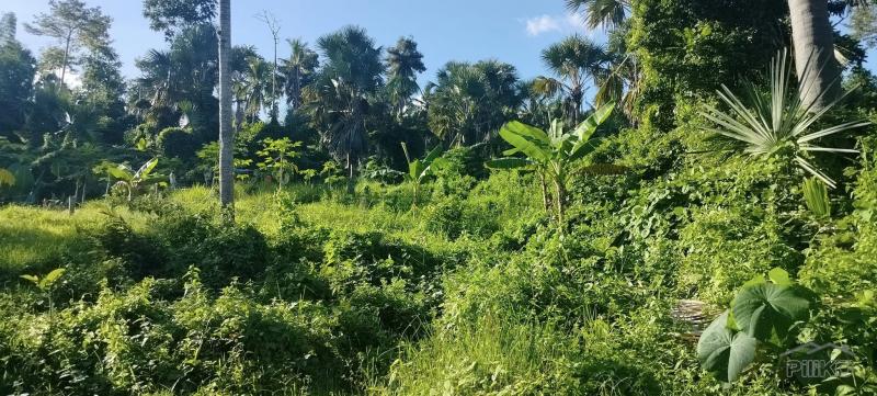 Agricultural Lot for sale in Cebu City - image 4