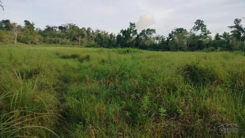 Agricultural Lot for sale in Sagbayan - image 4