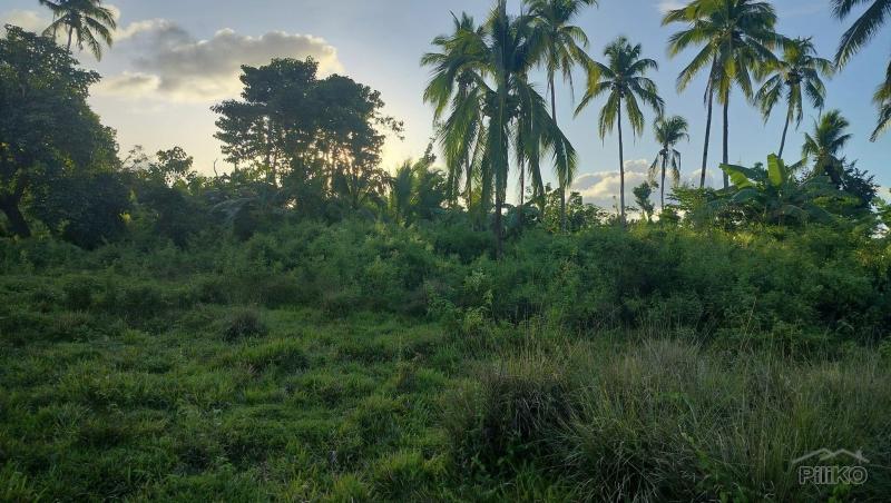 Picture of Agricultural Lot for sale in Sagbayan in Bohol