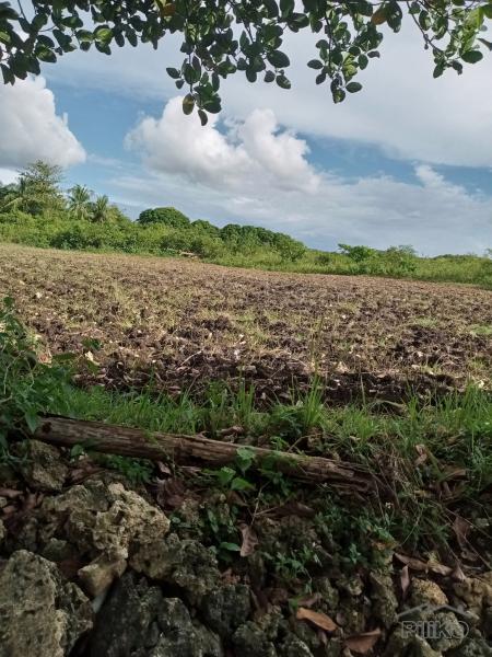 Picture of Agricultural Lot for sale in Bogo