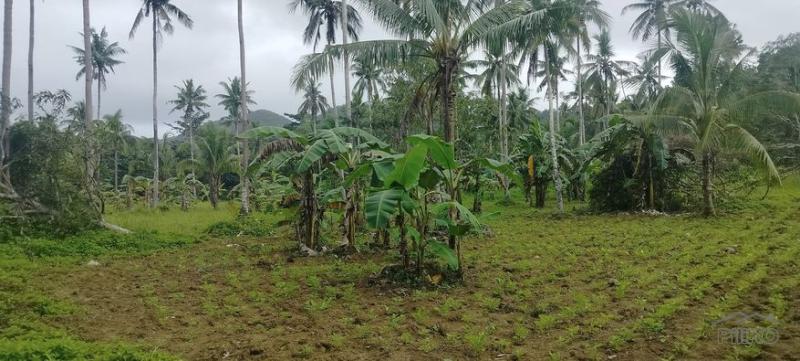 Agricultural Lot for sale in Barili - image 2