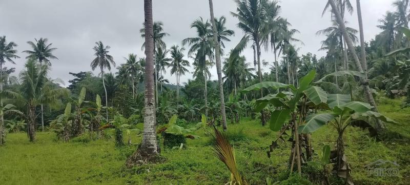 Agricultural Lot for sale in Barili - image 3