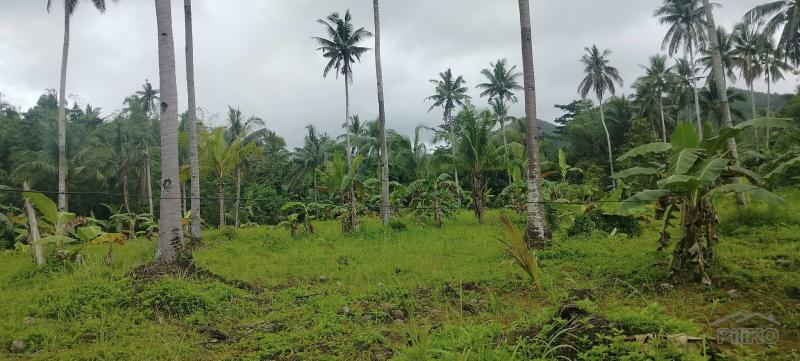 Agricultural Lot for sale in Barili - image 4