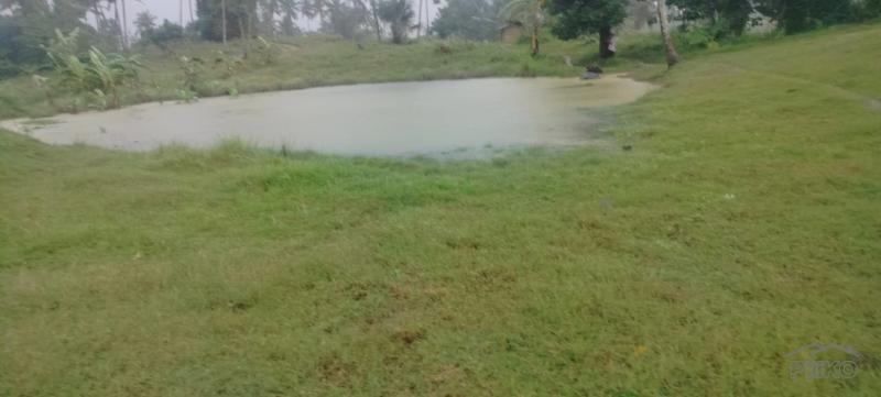 Agricultural Lot for sale in Barili - image 3