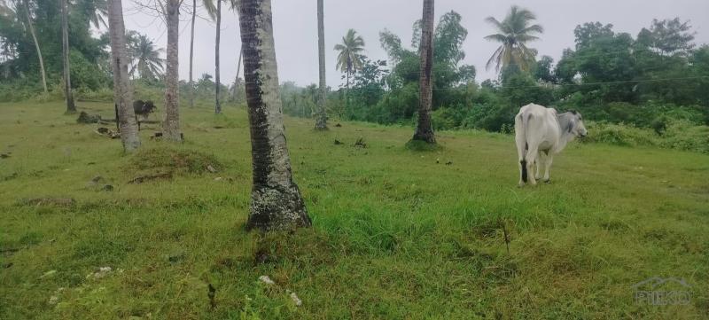 Agricultural Lot for sale in Barili in Philippines - image
