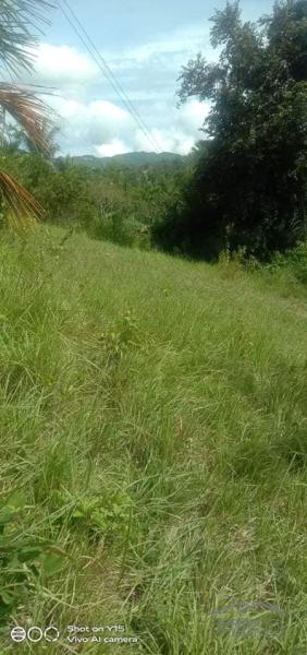 Agricultural Lot for sale in Dumanjug - image 5
