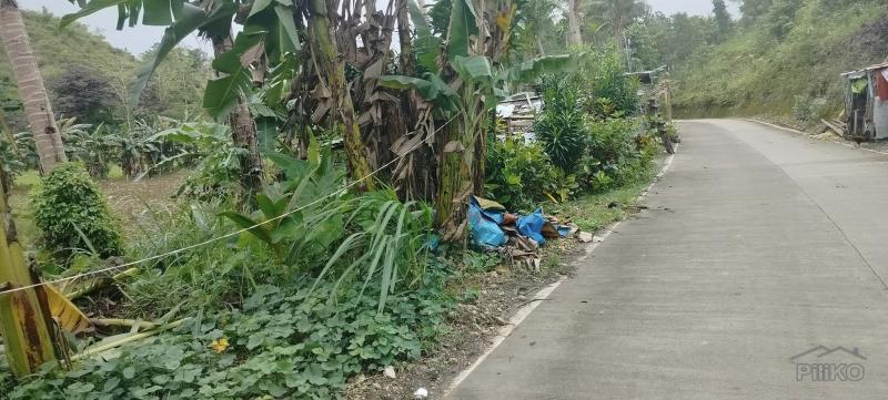 Agricultural Lot for sale in Dumanjug - image 2