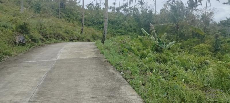 Agricultural Lot for sale in Sibonga - image 2
