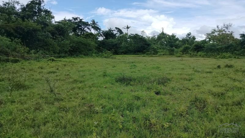Agricultural Lot for sale in Sagbayan - image 10
