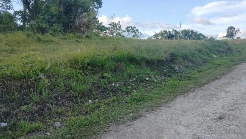Agricultural Lot for sale in Sagbayan - image 2