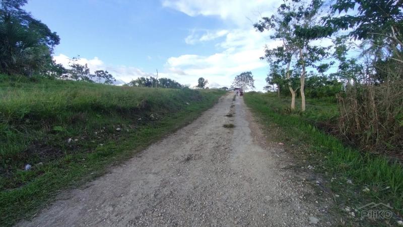 Agricultural Lot for sale in Sagbayan - image 3